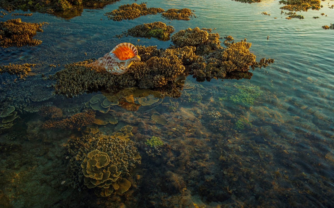 La costa bassa e assolata di Rote all'alba, con terrazze coralline e palme nella luce dorata
